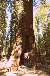 Yosemite National Park