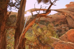 Arches National Park