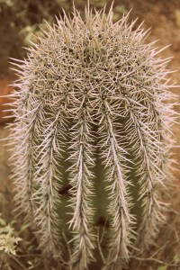 Apache Junction, Arizona