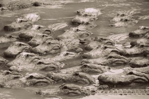 Everglades Alligator Farm