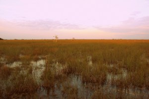 The Everglades