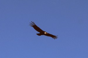 Condor - Zuid-Patagonie