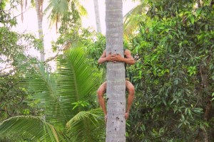 Kokosnootplukker, Luang Prabang